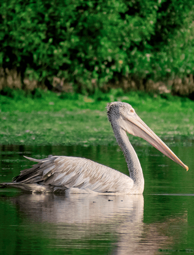 Spot_billed_pelican3